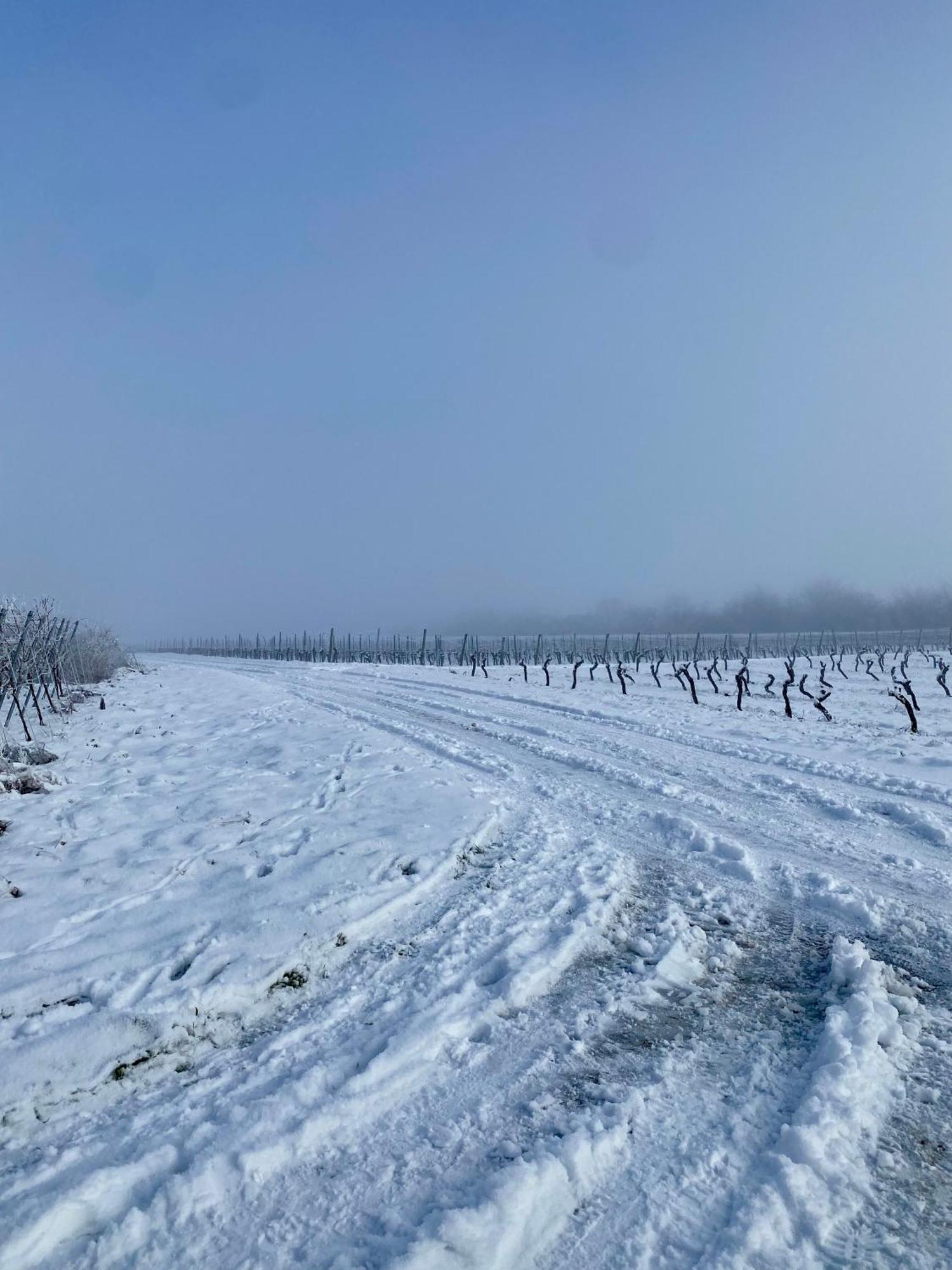 Willa Haeuschen Am Plenzer Ingelheim am Rhein Zewnętrze zdjęcie